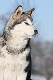 ALASKAN MALAMUTE 061